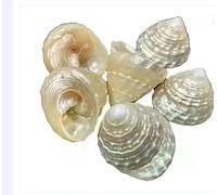 4 piccole conchiglie Moti Shankh o Pearl per la dea Mahalakshmi Hindu Puja 10...