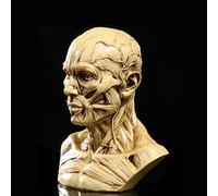 4 Pollici Human Model Skull Head Muscle Drawing White # 2, #03