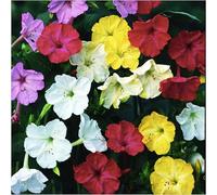 4 semi di gelsomino - una pianta fragile di un anno che può essere facilmente piantata da sola.