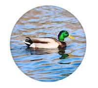 4 tappetini per mouse piccoli da gioco, motivo anatra reale che nuota in un fiume, base rotonda in gomma, tappetino da scrivania con bordi cuciti, tappetino per mouse per laptop, tastiera PC