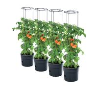 4 x pianta di pomodoro fioriera PAFEN piante pomodoro 28 L giardino vaso di p...