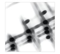 40:13.5 (Vinyl) Gregor Samsa