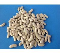 40-50 Contender Bush Bean Seed. Inoltre Regalo Libero, Combo Nave Seeds ONLY