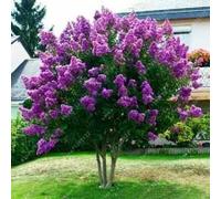 40+ Albero giapponese viola lilla SEMI/HARDY PERENNE FRAGRANT BELLA POTENTE