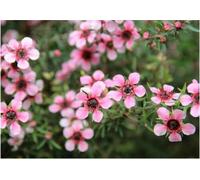 40 graines de MANUKA DES MAORIS (Leptosp ermum Scoparium) G102 SEED SAMEN SEMILLAS