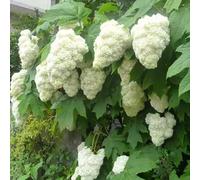 40 pezzi di ortensie semi resistenti - balcone balcone, semi prato selvaggio perenne giardino resistenti