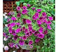 40 pezzi semi di petunia - semi di prato perenne resistenti, giardino del prato giardino interno