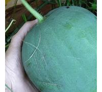 40 semi di anguria Black Diamond Seeds ONLY