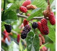 40 semi di gelso rossi neri