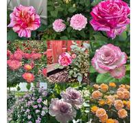 400 pezzi rose scalatrici semi resistenti del giardino rose sul balcone Il giardino sono resistenti esotici