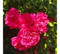 400 pezzi rose scalatrici semi resistenti del giardino rose, sul balcone Il giardino sono resistenti esotici