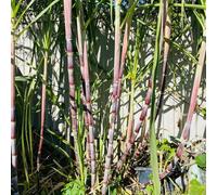 400 pezzi semi di canna da zucchero - semi decorativi balcone giardino piccolo per donne, insalate