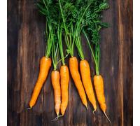 400 pezzi semi di carrato di balcone di semi, tetti verdi, perenni resistenti,