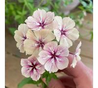 400 pezzi semi di flox che coprono il suolo - semi per decorazione, esotici resistenti