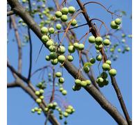 400 pezzi semi di giardino neem del balcone semi di giardino primavera un neem sul balcone per l'inverno