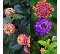 400 pezzi semi resistenti di lantana - semi di giardino erbácei, Le rocce giardino sono resistenti