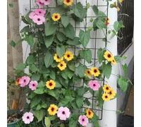 400 pezzi semi resistenti di susanne occhi neri giardino rocce resistenti, semi scalapante tetti verdi decorazione prato