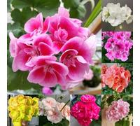 400 pz Semi di geranio, Pelargonium hortorum regali da giardino per donne, regalo da giardino Semi di geranio pendenti - Semi di aiuole rialzate Regali per gli amanti del giardino,