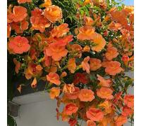 400 pz semi resistenti della tromba, rialzata perenni per il pieno sole rampicante a crescita rapida da giardino