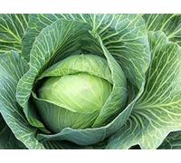 400 semi Cavolo tardo piatto olandese (Brassica oleracea) Seeds ONLY