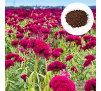400 Stück Hahnkammsamen Celosia blumensamen hitze- und dürerenentolerante exotische blumen mit wellenkremmen samen für bunte gärten 400pcs