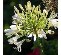 40pz Pianta Agapanthus Africanus