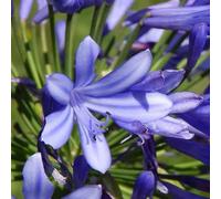 40pz Pianta Agapanthus Africanus