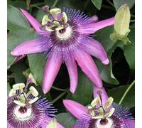 40pz Pianta Passiflora Violacea