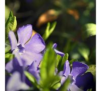 40pz Pianta Vinca Minor