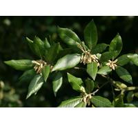 40x Quercus ilex - leccio (Offerta 40 Alveoli forestali) - cm