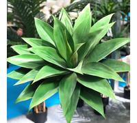 45-55cm Artificiale Grande Agave Pianta Tropicale Finto Foglia Giardino Ufficio
