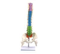 45 cm con anatomia anatomica umana pelvica colonna vertebrale risorse didattiche per studenti