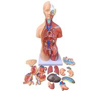 45 Cm Modello di Torso del Corpo Umano con Organi Rimovibili Modello di AnatomiaAnatomico 23 Parti Modello di Torso del