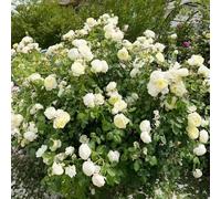 450 pezzi rose scalapante semi resistenti di rose, semi esotici giardino sono resistenti primavera