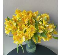 450 pezzi semi alstroemeria per interni piccolo giardino per donne, balcone semi esotici,