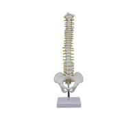 45cm Human Spine Model with Pelvic Flexible Anatomical Spine Spinal Column Model with Stand