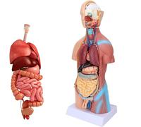 45Cm Modello di torso umano Modello di cervello e scheletro umano Modelli di anatomia umana Kit di apprendimento scientifico Modello di insegnamento Organi interni rimovibili Anatomia
