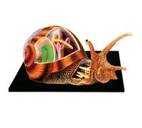4D Anatomia Modello Lumaca con 32 Organi Staccabili per Educazione | Modello anatomico 4D a forma di lumaca con 32 organi staccabili per un efficace insegnamento e apprendimento della biologia