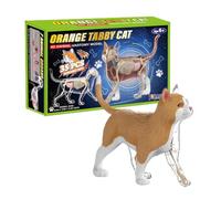4D Cat Anatomy | 4D Learning Aid Veterinary Learning Tool