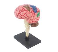 4d Cervello Replica Modello Anatomia Umana Certo Ecco un Titolo del Prodotto per Una Struttura Di Listazione Dettagliato Aiuto Didattico Studio In Aula Chirurgico Training Set