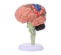4D Disassembled Anatomico Umana Cerebrale Modello Medico Insegnamento Tool Statu