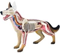 4D Dog Anatomy Model with Detachable Biology, 29 Parts for Animal Teaching Demonstration and Veterinary Training