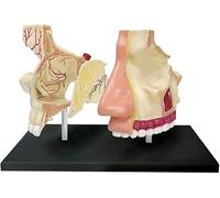 4D Human Nasal Cavity Model - Anatomical Teaching Tool for Science Classrooms, Removable Parts for Interactive Learning