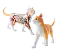 4D Orange Tabby Cat Scheletro & Kit Modello di Anatomia Contiene 25 organi staccabili e parti del corpo e Display Stand per l'istruzione o veterinari