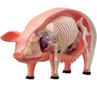 4D Pig Anatomy Model - Detachable Biology Specimen for Veterinary Training and Teaching Demonstration in Pet Clinics and Schools