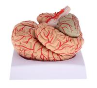 4D Smontato Anatomico Modello di Cervello Umano Anatomia modello di Insegnamento