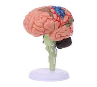 4D Smontato Anatomico Modello Umano Anatomia Strumento di Insegnamento Medico Statu Modelli di Insegnamento nell'Educazione dei Dotati