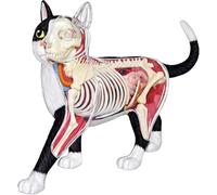 4D Vision Cat Anatomy Model, 28 Parts for Animal Teaching Demonstration Cat Model Anatomy Tool Animal Veterinary Training for Animal Teaching Demonstration