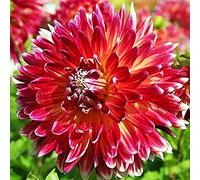 4Pcs Dahlia Bulbs Create A Perfect Courtyard Landscape Suitable for Home Planting Easy to Sprouts Strong Adaptability: Package Contains Seeds