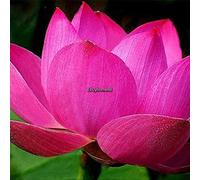 5: 10 Pz Ciotola Semi di Loto Ninfea Lotus Gardern Balcone Decor Ehe8 03 Seeds ONLY
